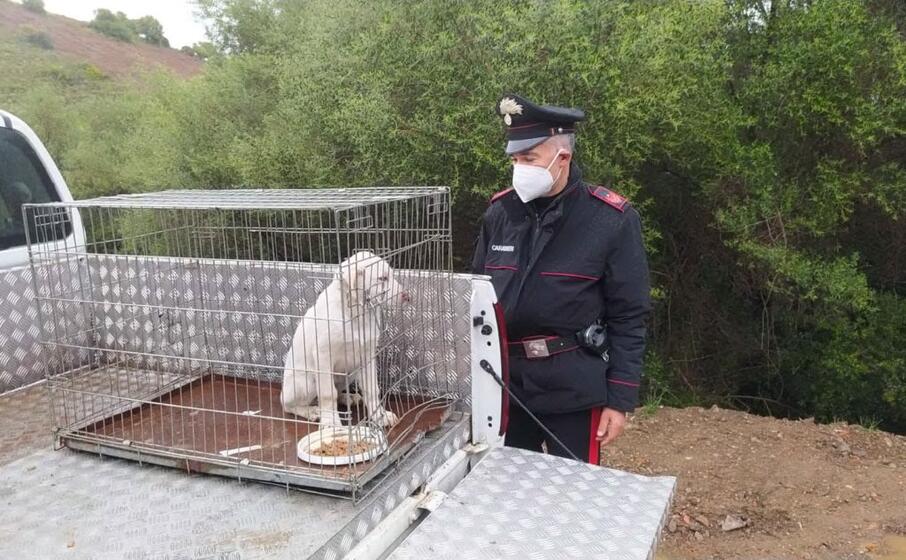 il cucciolo salvato dai carabinieri (foto carabinieri)