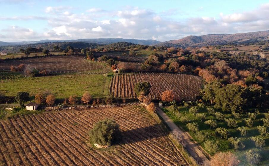 vigneti nelle campagne di atzara (foto comune di atzara)