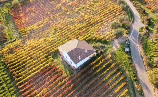 Casa con vigneto (foto Comune di Atzara)