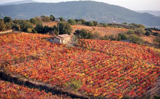 Vigneti nelle campagne di Sorgono (foto Comune di Sorgono)